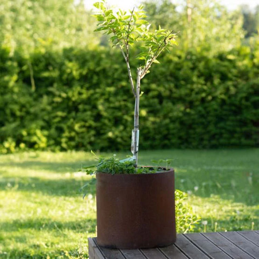 Grillsymbol Pot plant on a wooden table with a blurred green garden background